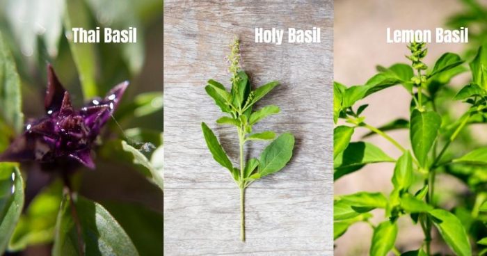 4 Tips To Easily Grow Basil Plants At Home