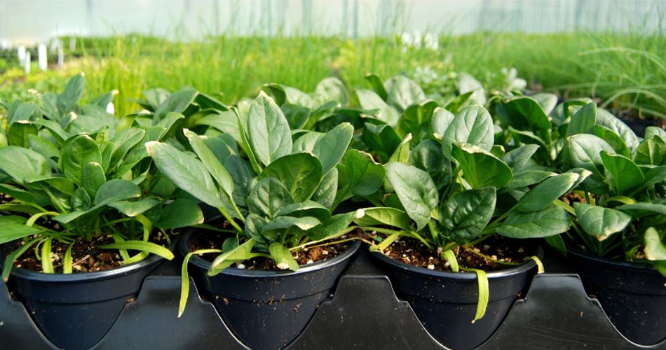 Grow spinach at home