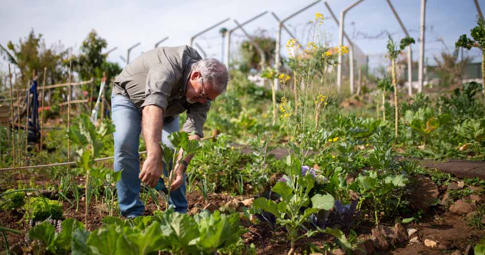 Tips for beginners gardeners
