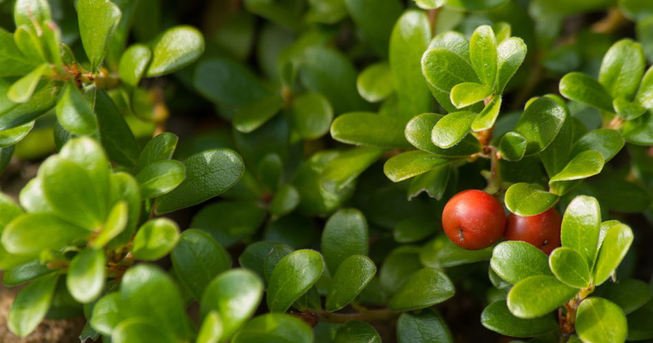 5 herbs that treat kidney stones